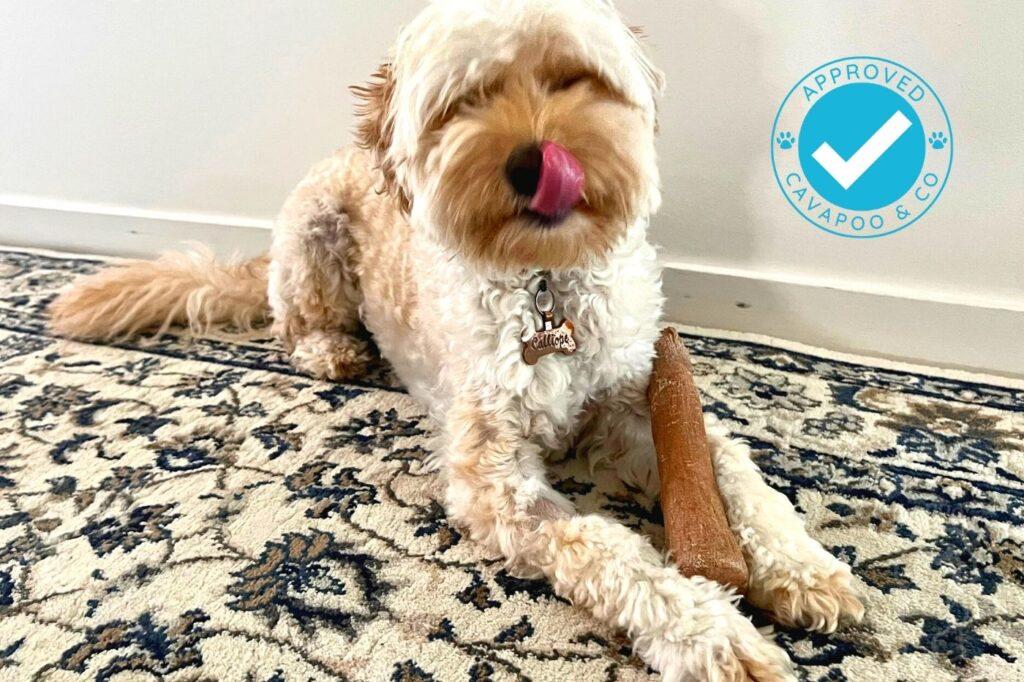 Petstages Dogwood Durable Real Wood Chew Stick