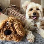Cavapoo Dog Breed Facts and Information
