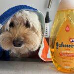 Johnson's Baby Shampoo is Not Suitable for Your Puppy