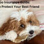 Cavapoo Insurance