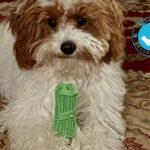 Dog dental toys