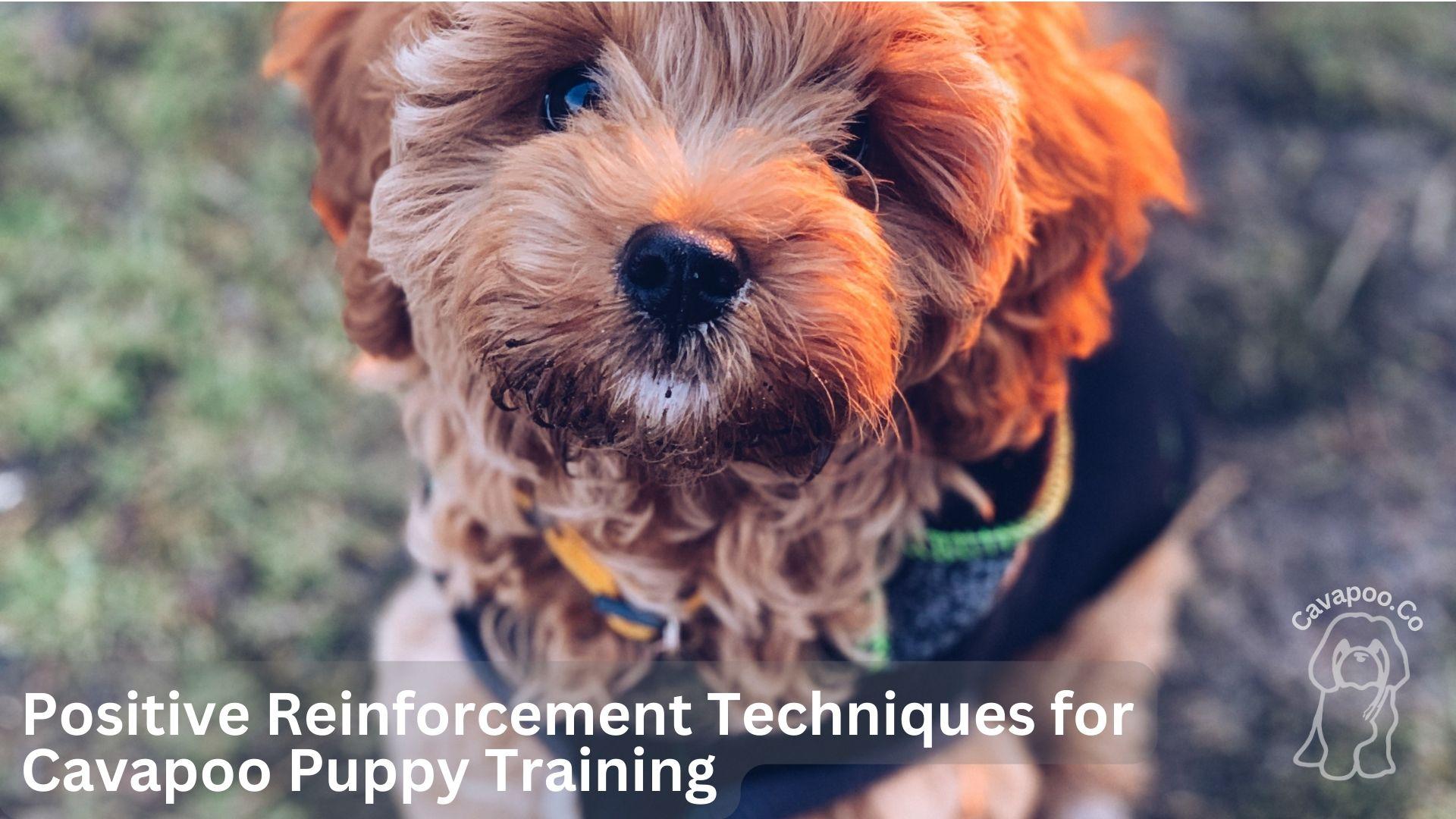 Best Way To House Train A Cavapoo Puppy At Joyce Sargent Blog Best Way To House Train A Cavapoo Puppy At Joyce Sargent Blog